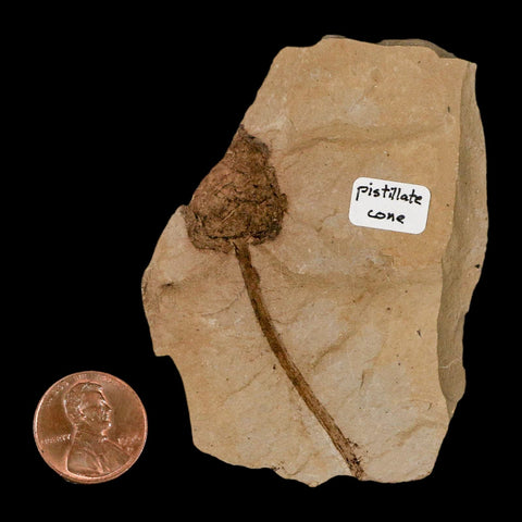 2.2" Rare Fossil Pistillate Cone Metasequoia Dawn Redwood Oligocene Age MT COA - Fossil Age Minerals