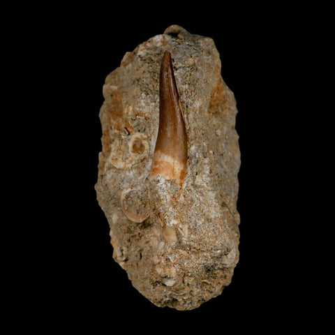 1.5" Plesiosaur Zarafasaura Tooth Fossil In Matrix Cretaceous Dinosaur Era COA