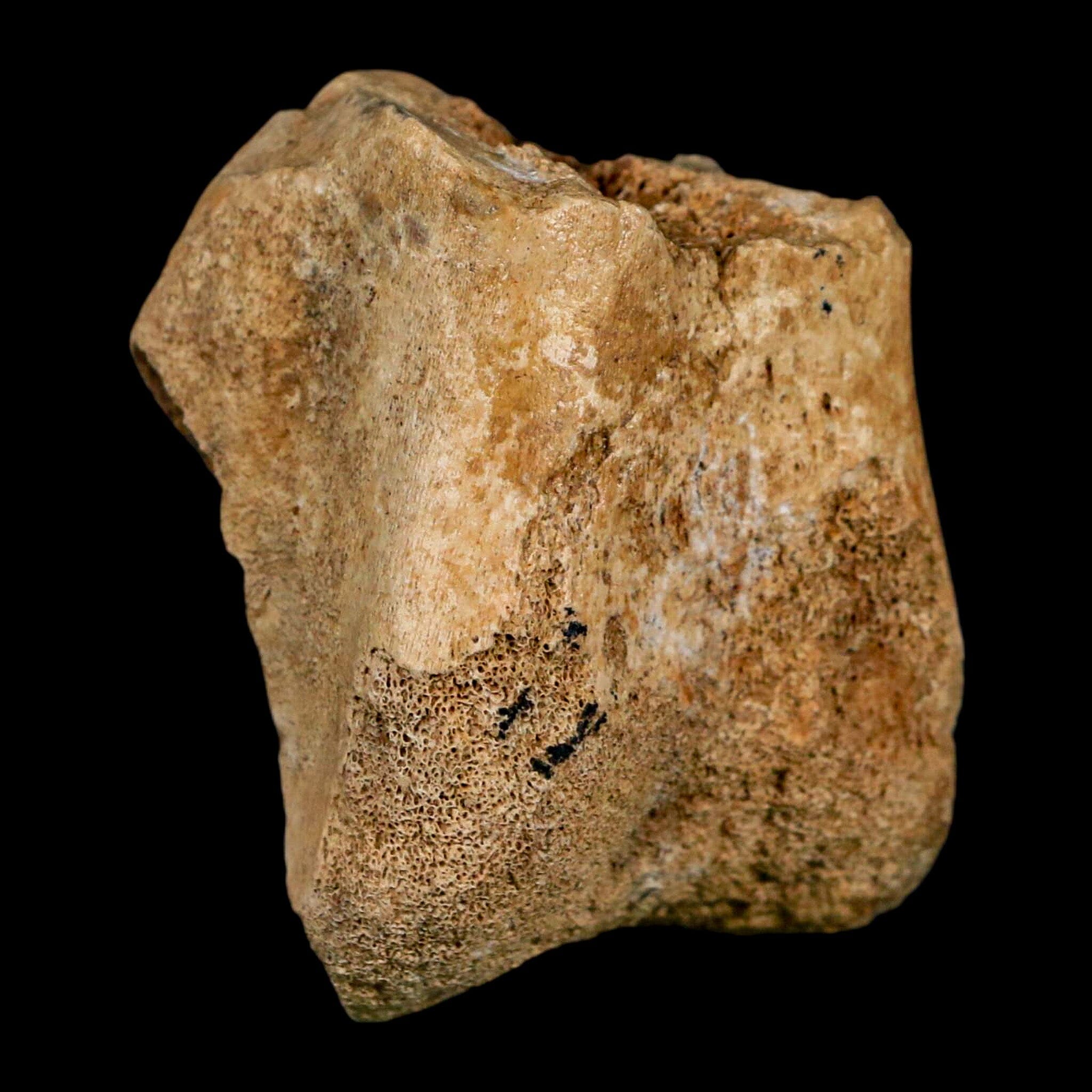 2" Hadrosaurus Fossil Distal Femur Bone Aguja FM Texas Dinosaur Cretaceous COA Stand - Fossil Age Minerals