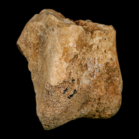 2" Hadrosaurus Fossil Distal Femur Bone Aguja FM Texas Dinosaur Cretaceous COA Stand - Fossil Age Minerals