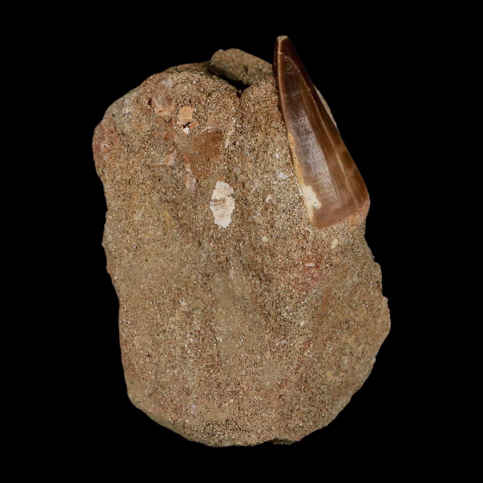 1.4" Mosasaur Prognathodon Fossil Tooth In Matrix Cretaceous Dinosaur Era COA - Fossil Age Minerals
