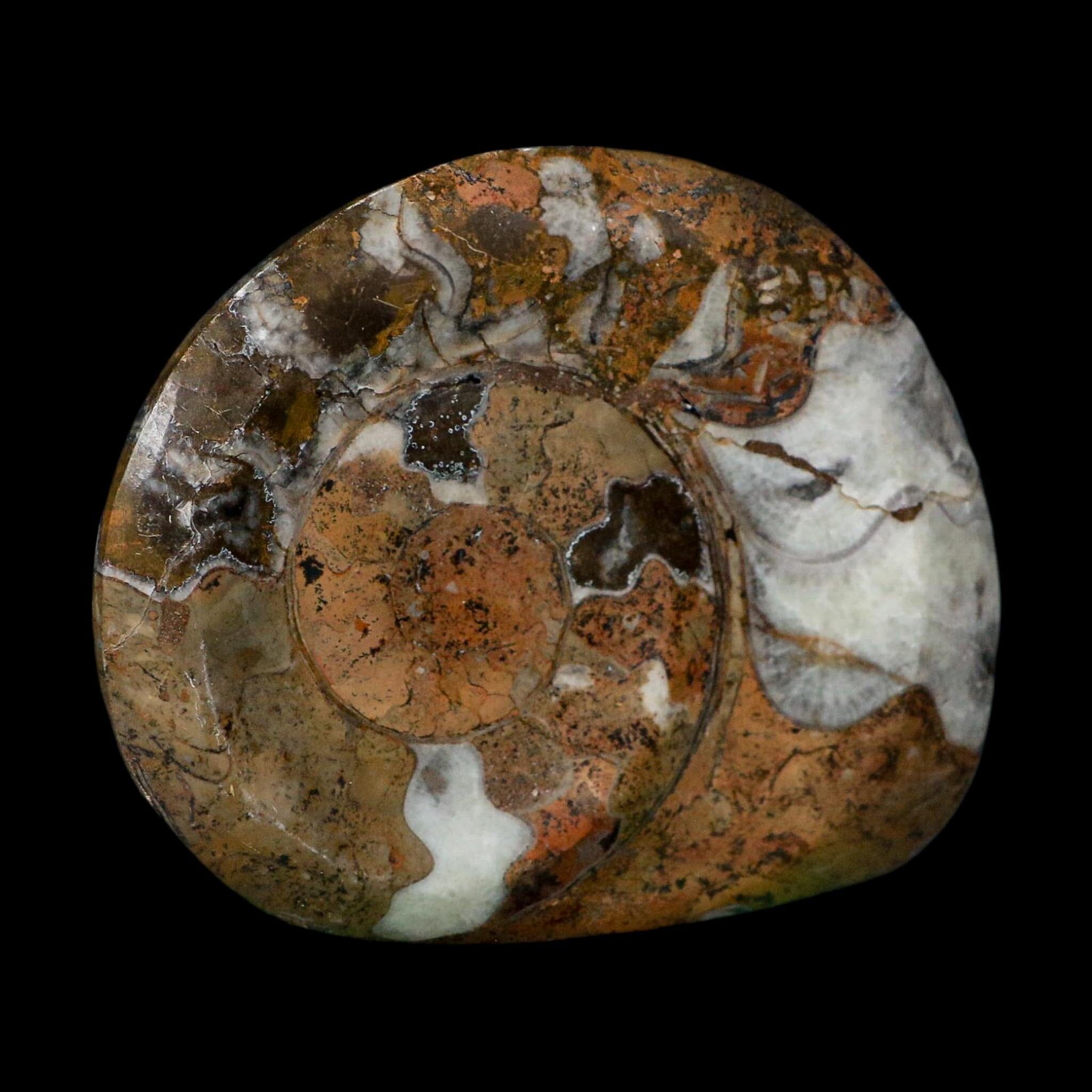 4.3" Goniatite Ammonite Fossil Polished Morocco Devonian Age COA