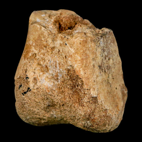 2" Hadrosaurus Fossil Distal Femur Bone Aguja FM Texas Dinosaur Cretaceous COA Stand - Fossil Age Minerals