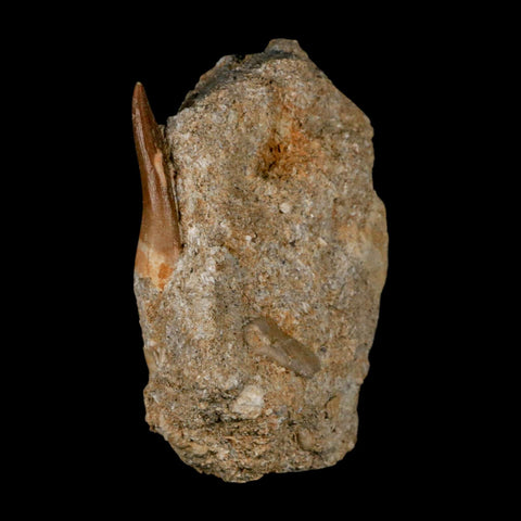 1.5" Plesiosaur Zarafasaura Tooth Fossil In Matrix Cretaceous Dinosaur Era COA