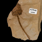 2.2" Rare Fossil Pistillate Cone Metasequoia Dawn Redwood Oligocene Age MT COA