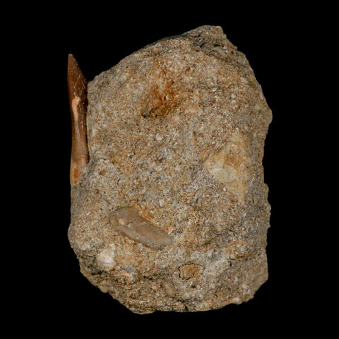 1.5" Plesiosaur Zarafasaura Tooth Fossil In Matrix Cretaceous Dinosaur Era COA