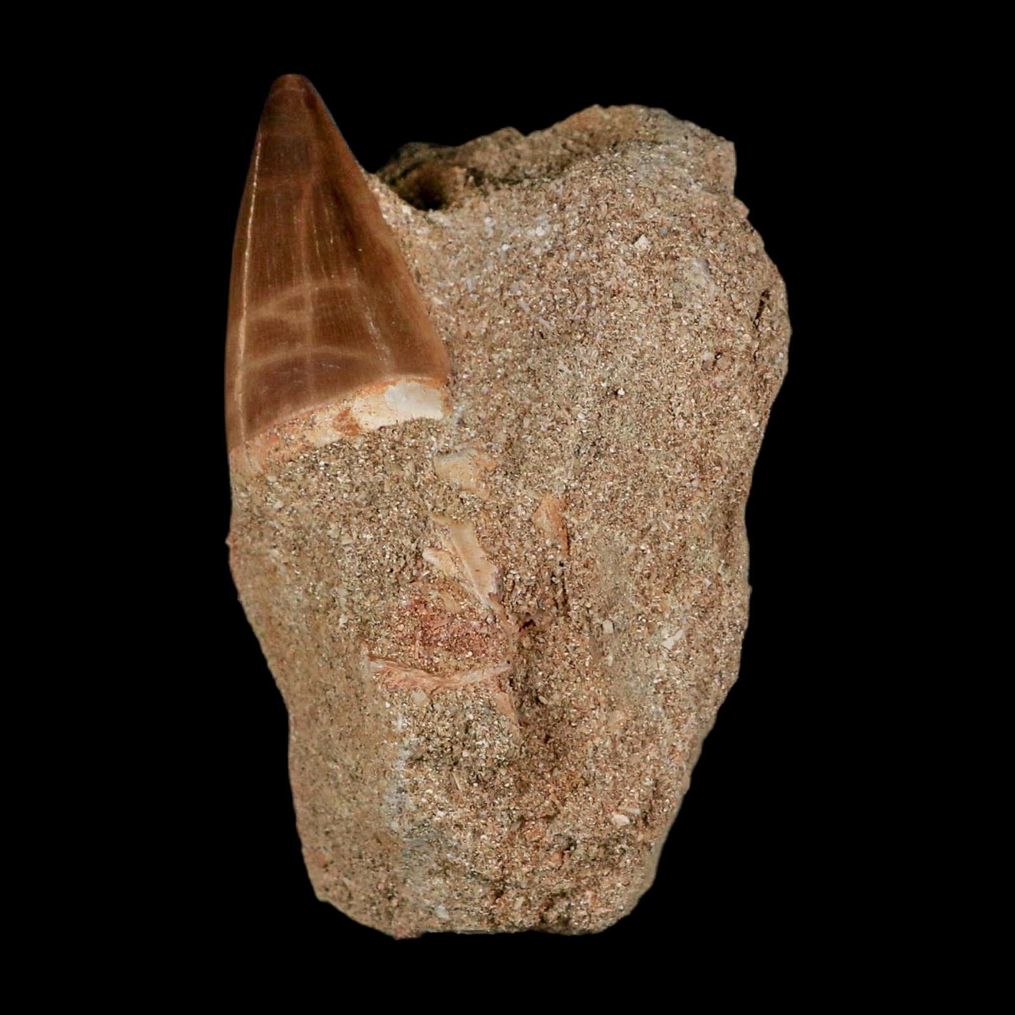 1.4" Mosasaur Prognathodon Fossil Tooth In Matrix Cretaceous Dinosaur Era COA - Fossil Age Minerals