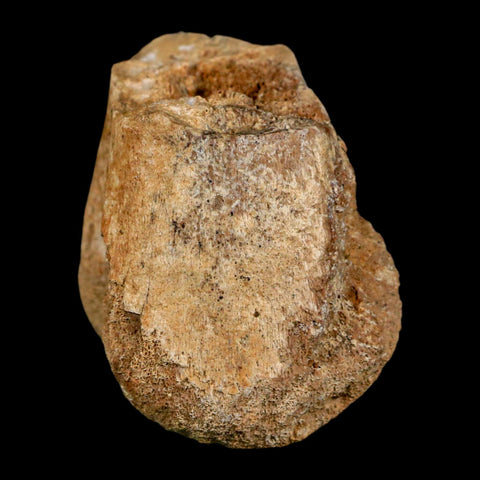 2" Hadrosaurus Fossil Distal Femur Bone Aguja FM Texas Dinosaur Cretaceous COA Stand - Fossil Age Minerals