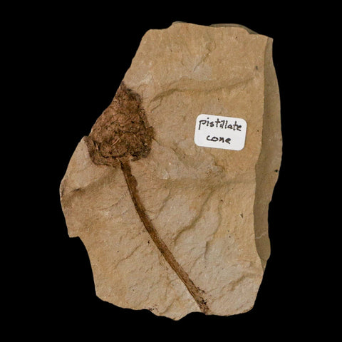 2.2" Rare Fossil Pistillate Cone Metasequoia Dawn Redwood Oligocene Age MT COA - Fossil Age Minerals