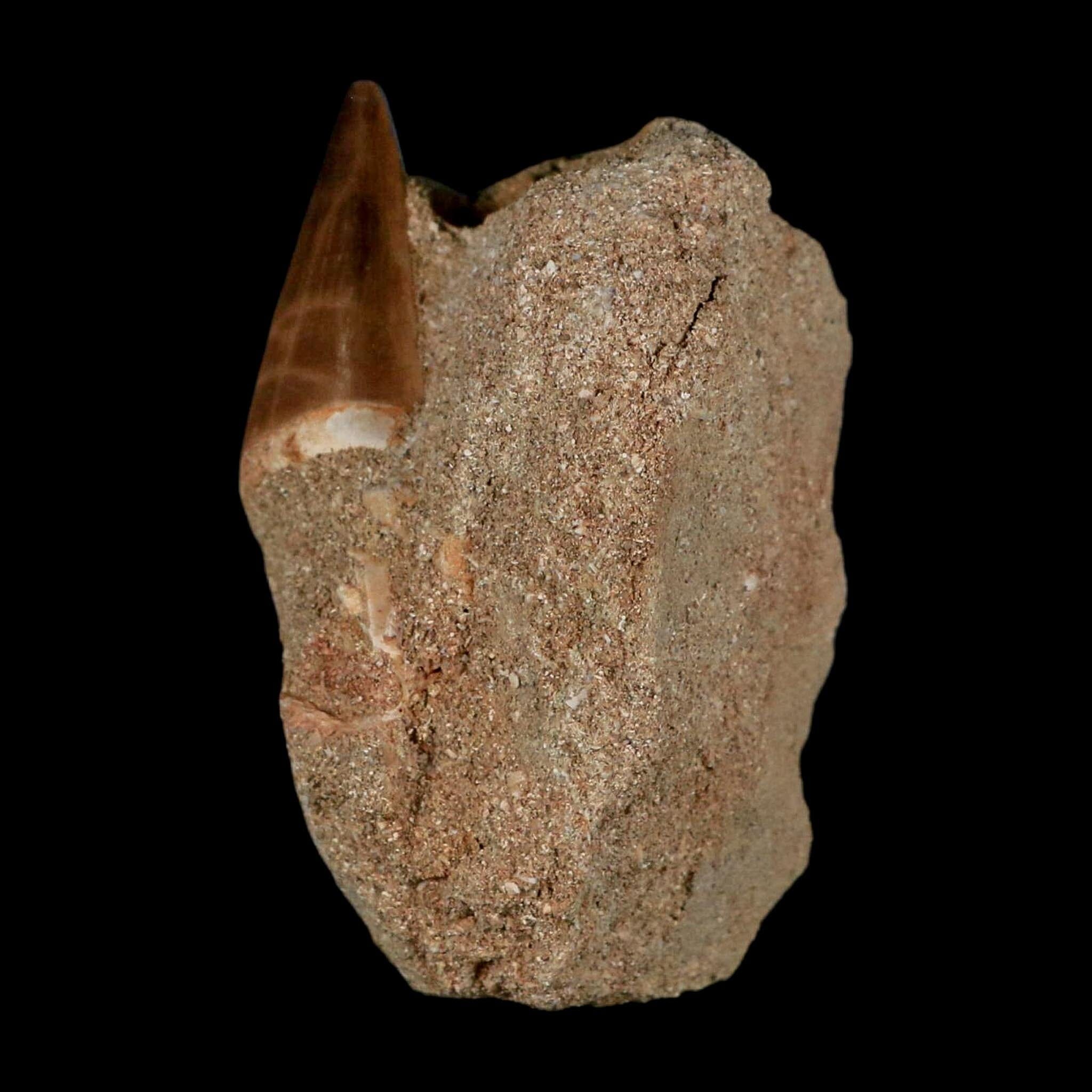 1.4" Mosasaur Prognathodon Fossil Tooth In Matrix Cretaceous Dinosaur Era COA - Fossil Age Minerals