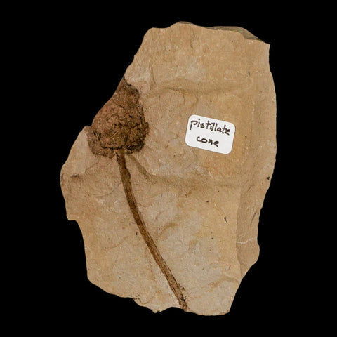 2.2" Rare Fossil Pistillate Cone Metasequoia Dawn Redwood Oligocene Age MT COA - Fossil Age Minerals