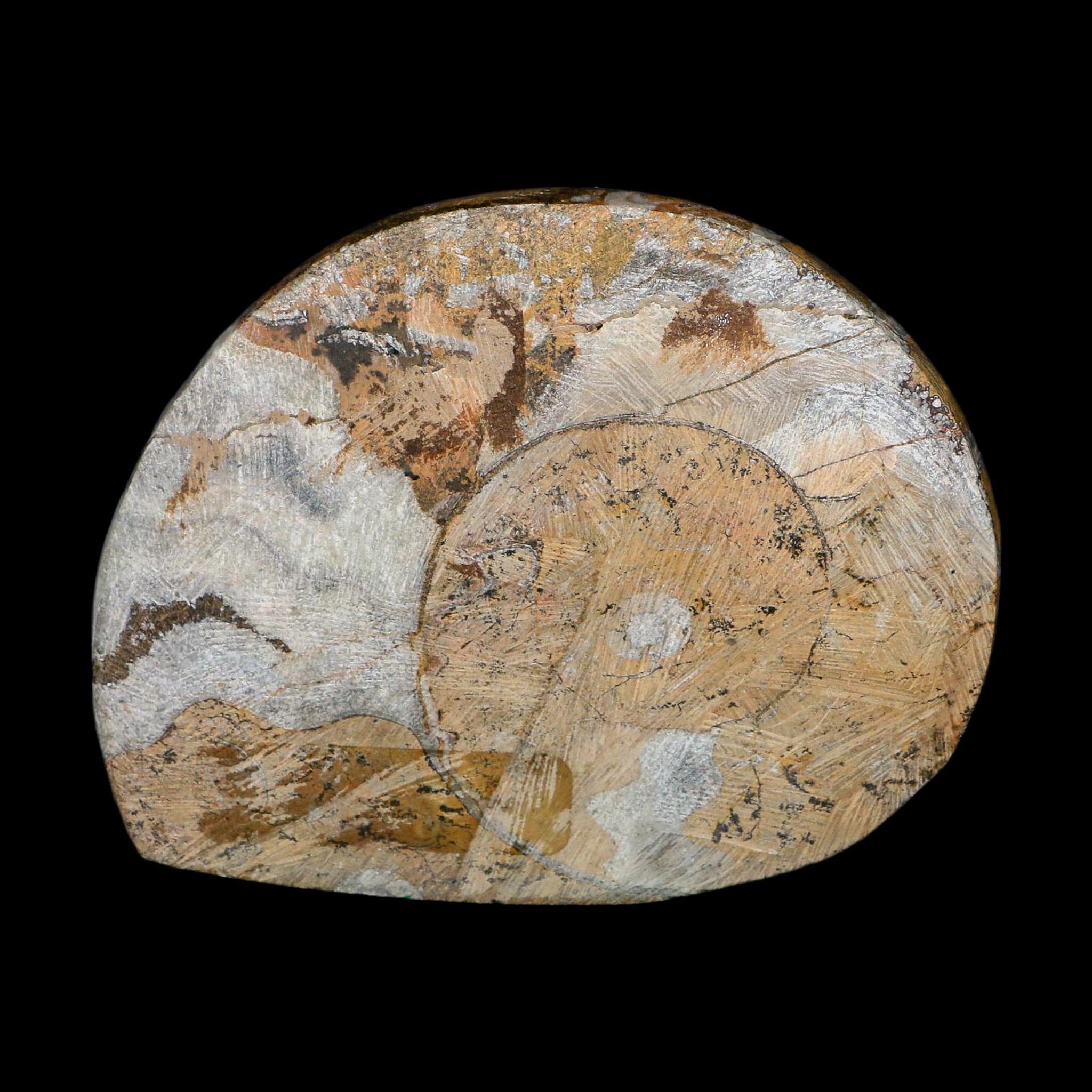 4.3" Goniatite Ammonite Fossil Polished Morocco Devonian Age COA
