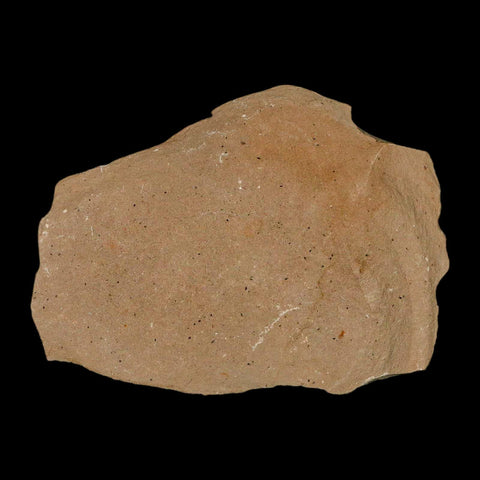 2.2" Rare Fossil Pistillate Cone Metasequoia Dawn Redwood Oligocene Age MT COA - Fossil Age Minerals