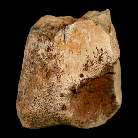 2" Hadrosaurus Fossil Distal Femur Bone Aguja FM Texas Dinosaur Cretaceous COA Stand - Fossil Age Minerals