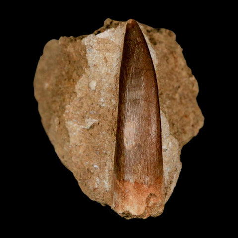 XL 2" Plesiosaur Zarafasaura Tooth Fossil In Matrix Cretaceous Dinosaur Era COA