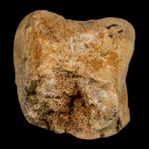 2" Hadrosaurus Fossil Distal Femur Bone Aguja FM Texas Dinosaur Cretaceous COA Stand - Fossil Age Minerals