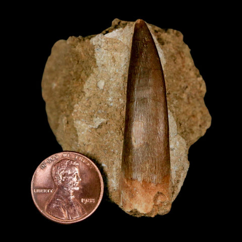 XL 2" Plesiosaur Zarafasaura Tooth Fossil In Matrix Cretaceous Dinosaur Era COA