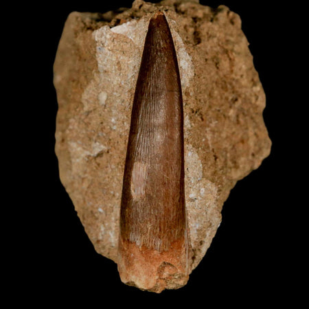 XL 2" Plesiosaur Zarafasaura Tooth Fossil In Matrix Cretaceous Dinosaur Era COA