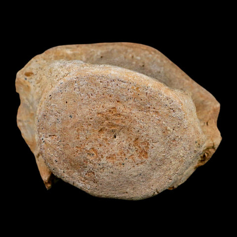 3.3" Basilosaurus Vertebrae Fossil Prehistoric Whale 34 Mil Yrs Old Late Eocene COA - Fossil Age Minerals