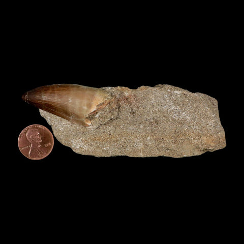 1.9" Mosasaur Prognathodon Fossil Tooth In Matrix Cretaceous Dinosaur Era COA