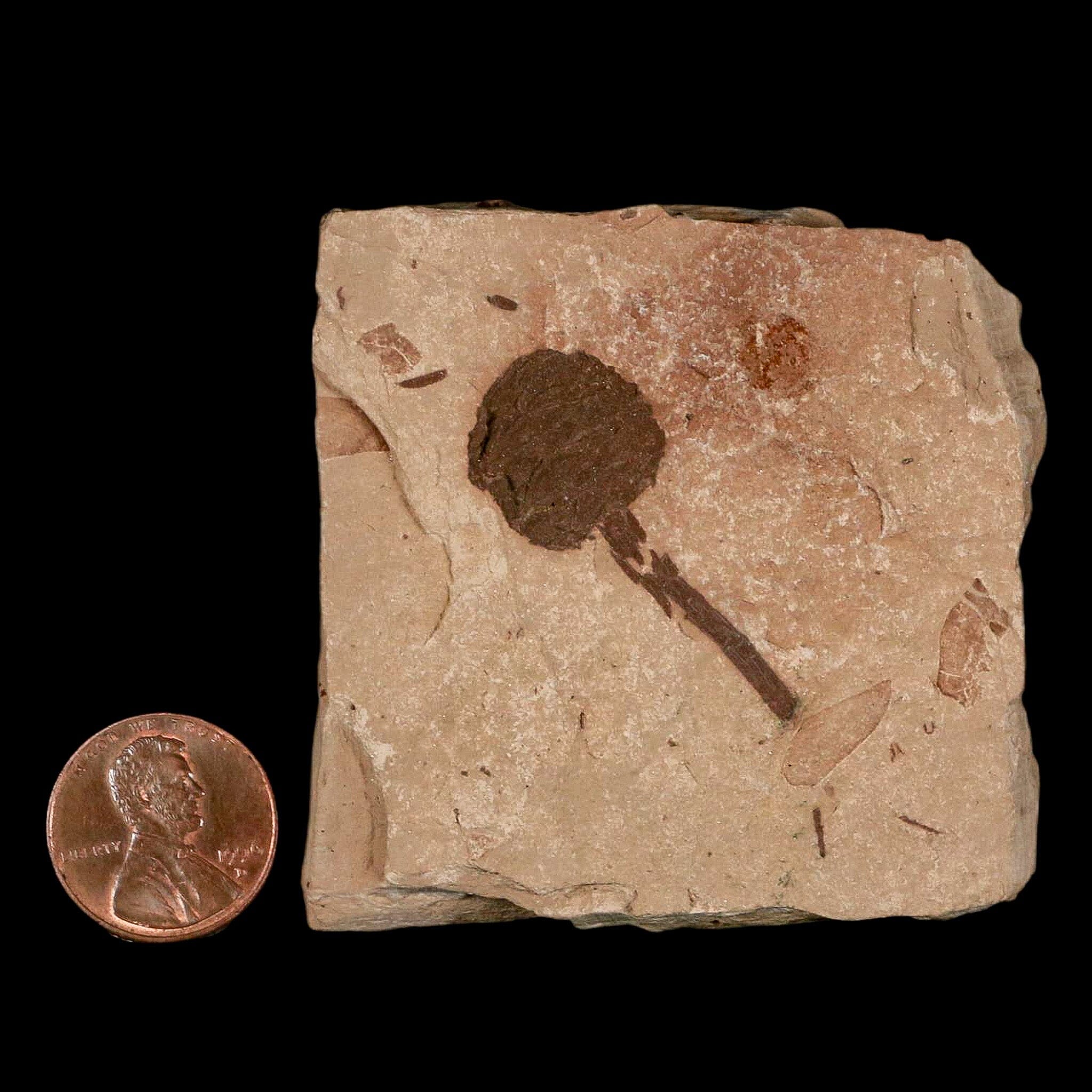 1.4" Rare Fossil Pistillate Cone Metasequoia Dawn Redwood Oligocene Age MT COA - Fossil Age Minerals