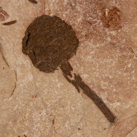 1.4" Rare Fossil Pistillate Cone Metasequoia Dawn Redwood Oligocene Age MT COA