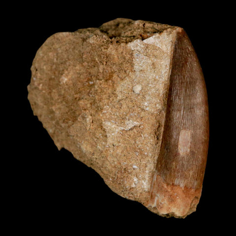 XL 2" Plesiosaur Zarafasaura Tooth Fossil In Matrix Cretaceous Dinosaur Era COA