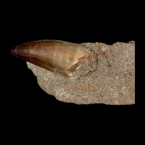 1.9" Mosasaur Prognathodon Fossil Tooth In Matrix Cretaceous Dinosaur Era COA