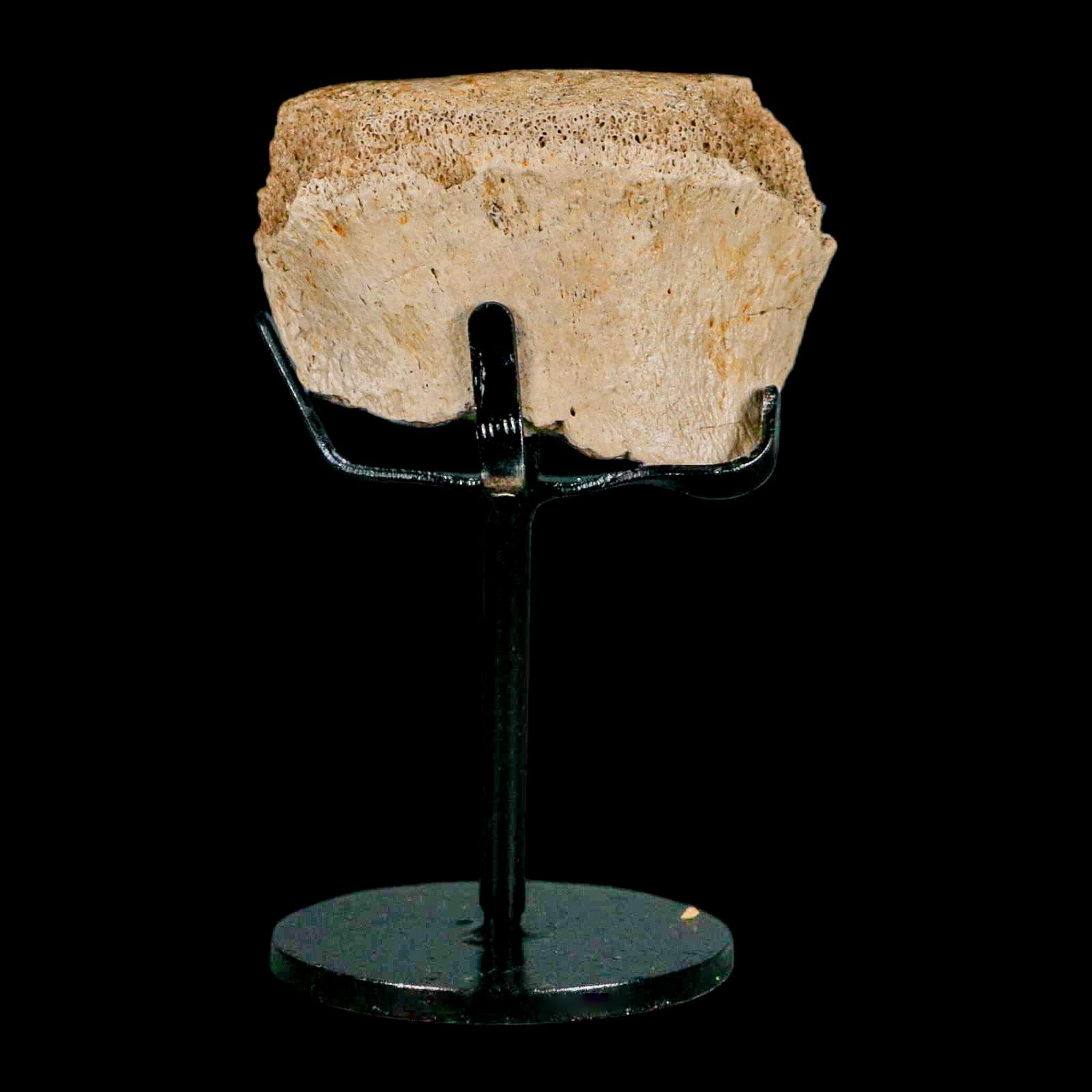 2.5" Hadrosaurus Fossil Vertebrae Bone Aguja FM Texas Dinosaur Cretaceous COA Stand - Fossil Age Minerals