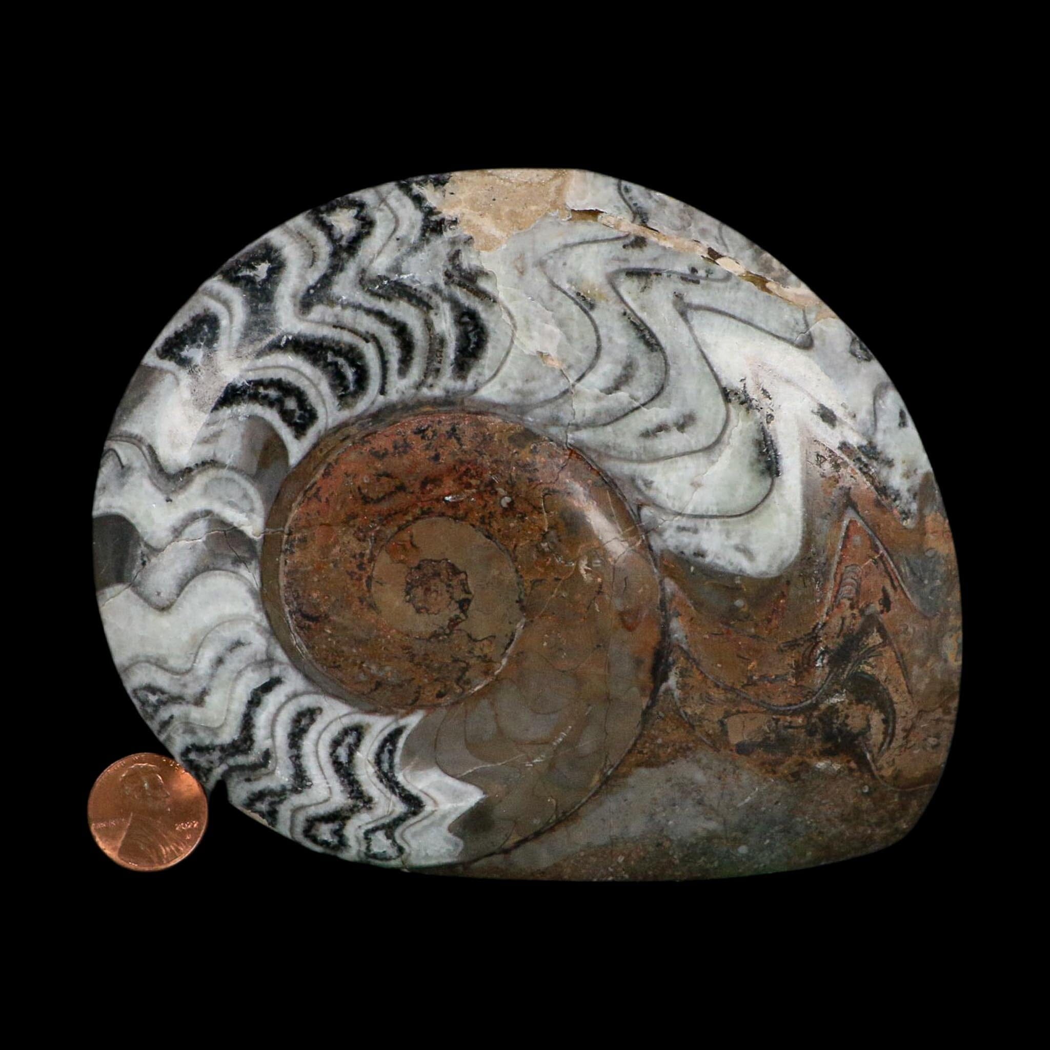 5.3" Goniatite Ammonite Fossil Polished Morocco Devonian Age COA