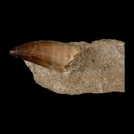 1.9" Mosasaur Prognathodon Fossil Tooth In Matrix Cretaceous Dinosaur Era COA