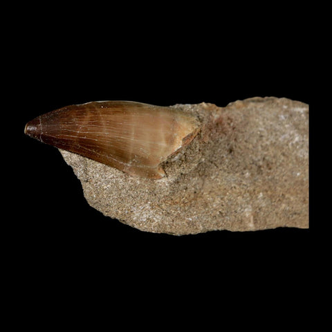 1.9" Mosasaur Prognathodon Fossil Tooth In Matrix Cretaceous Dinosaur Era COA