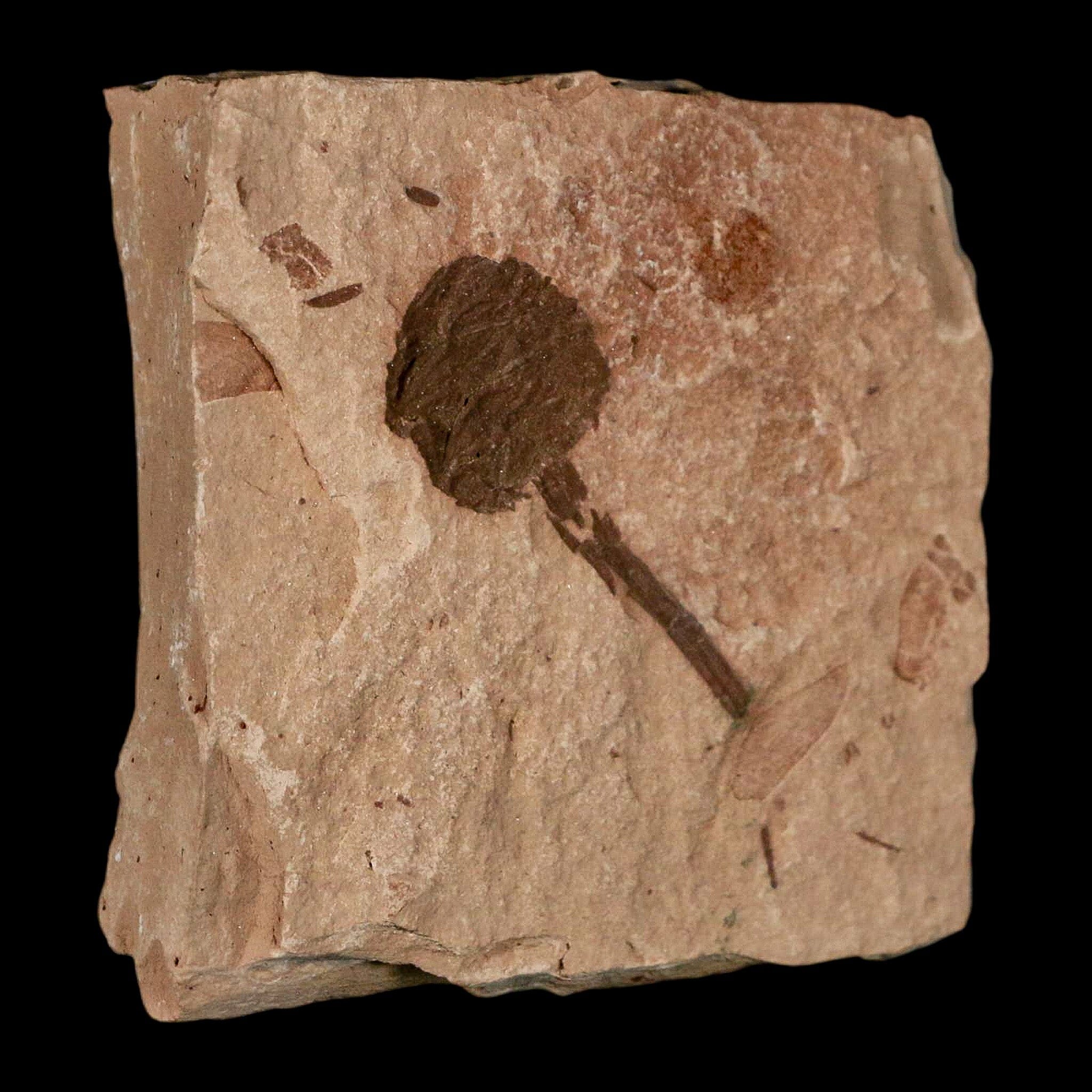 1.4" Rare Fossil Pistillate Cone Metasequoia Dawn Redwood Oligocene Age MT COA - Fossil Age Minerals