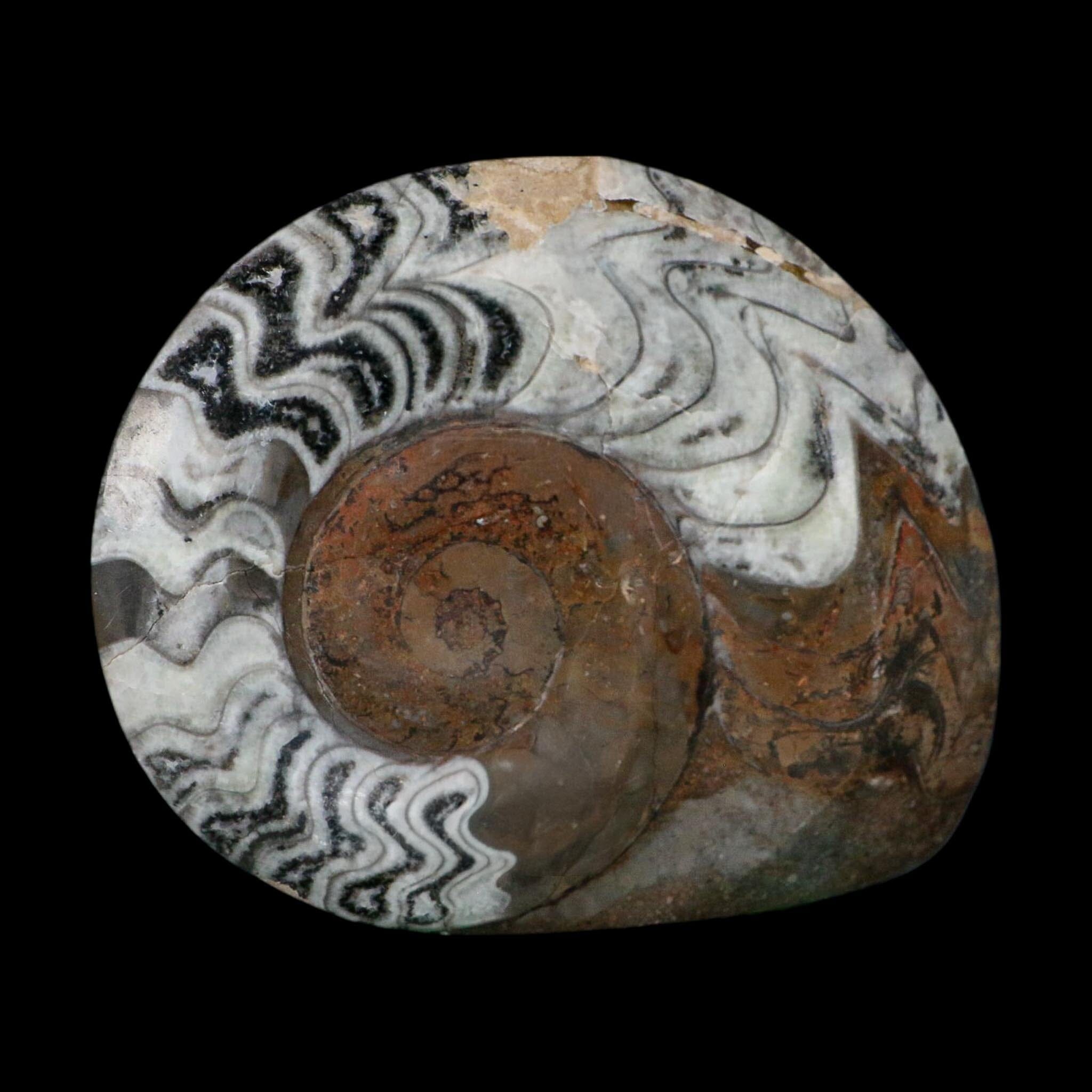 5.3" Goniatite Ammonite Fossil Polished Morocco Devonian Age COA