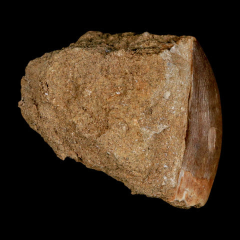 XL 2" Plesiosaur Zarafasaura Tooth Fossil In Matrix Cretaceous Dinosaur Era COA