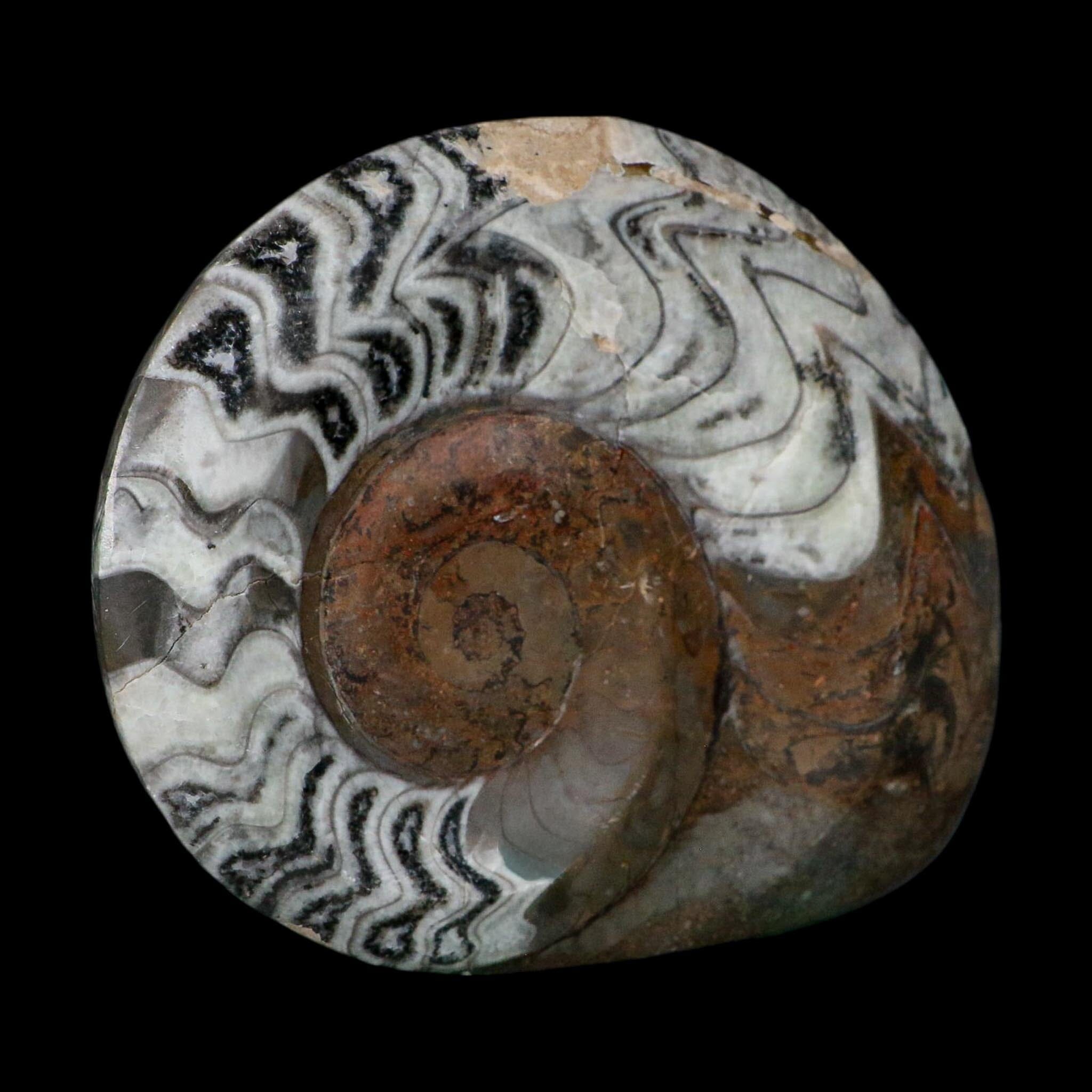 5.3" Goniatite Ammonite Fossil Polished Morocco Devonian Age COA