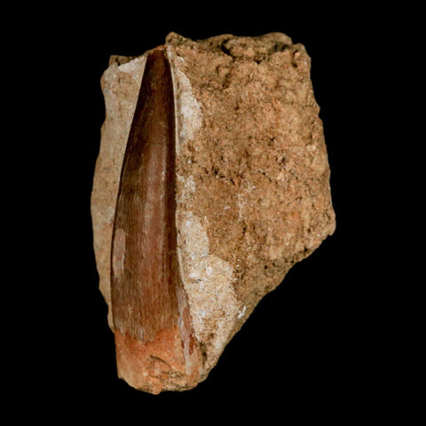 XL 2" Plesiosaur Zarafasaura Tooth Fossil In Matrix Cretaceous Dinosaur Era COA