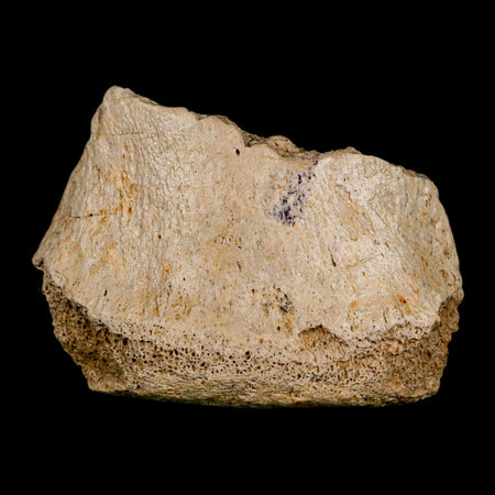 2.5" Hadrosaurus Fossil Vertebrae Bone Aguja FM Texas Dinosaur Cretaceous COA Stand