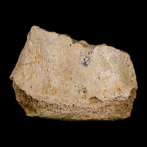 2.5" Hadrosaurus Fossil Vertebrae Bone Aguja FM Texas Dinosaur Cretaceous COA Stand - Fossil Age Minerals