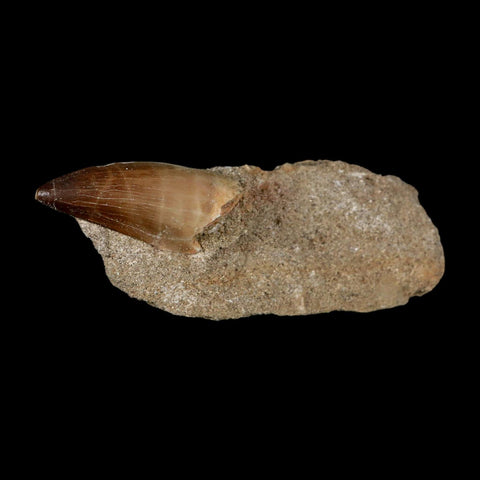 1.9" Mosasaur Prognathodon Fossil Tooth In Matrix Cretaceous Dinosaur Era COA