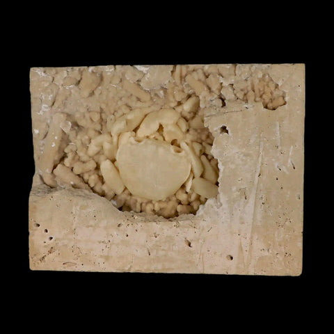 2.2" Potaman Sp Fossil Freshwater Crab In Travertine Denizli Basin Southwest Turkey - Fossil Age Minerals