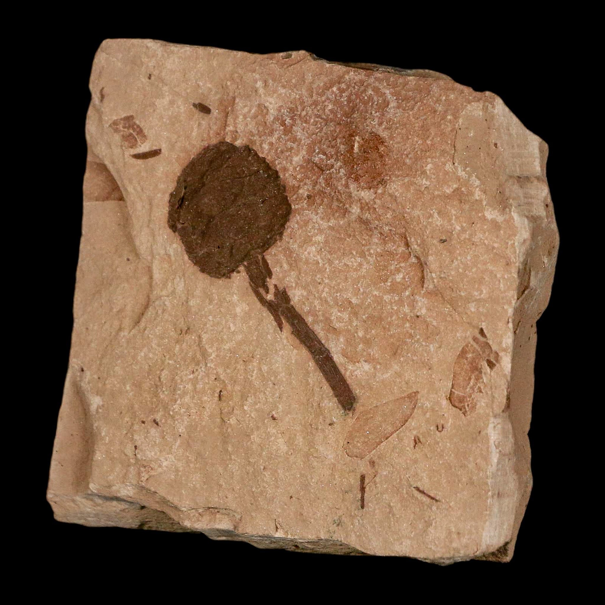 1.4" Rare Fossil Pistillate Cone Metasequoia Dawn Redwood Oligocene Age MT COA - Fossil Age Minerals
