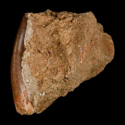 XL 2" Plesiosaur Zarafasaura Tooth Fossil In Matrix Cretaceous Dinosaur Era COA