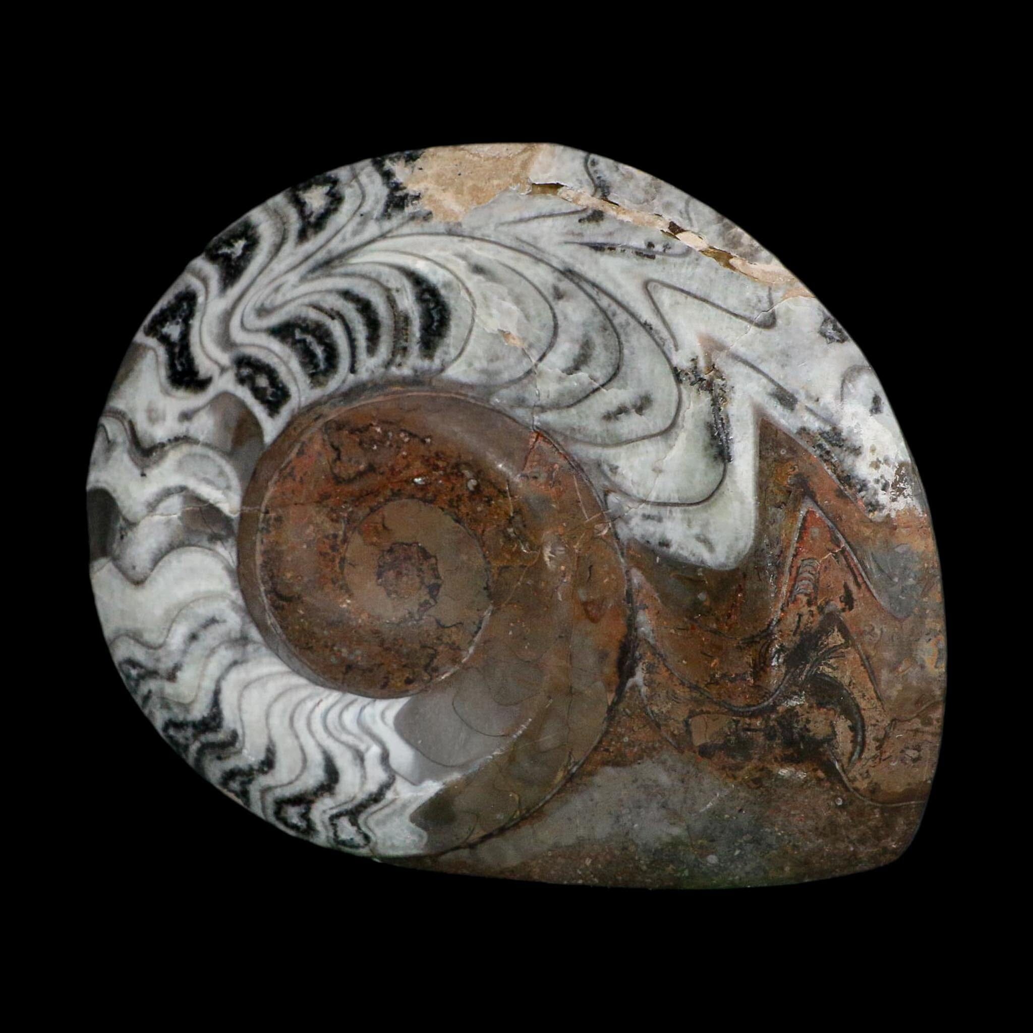 5.3" Goniatite Ammonite Fossil Polished Morocco Devonian Age COA