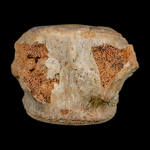 3.3" Basilosaurus Vertebrae Fossil Prehistoric Whale 34 Mil Yrs Old Late Eocene COA - Fossil Age Minerals