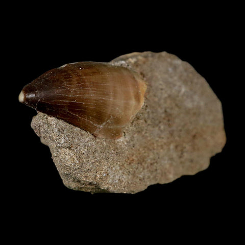 1.9" Mosasaur Prognathodon Fossil Tooth In Matrix Cretaceous Dinosaur Era COA