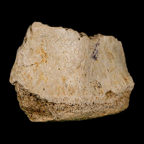 2.5" Hadrosaurus Fossil Vertebrae Bone Aguja FM Texas Dinosaur Cretaceous COA Stand - Fossil Age Minerals