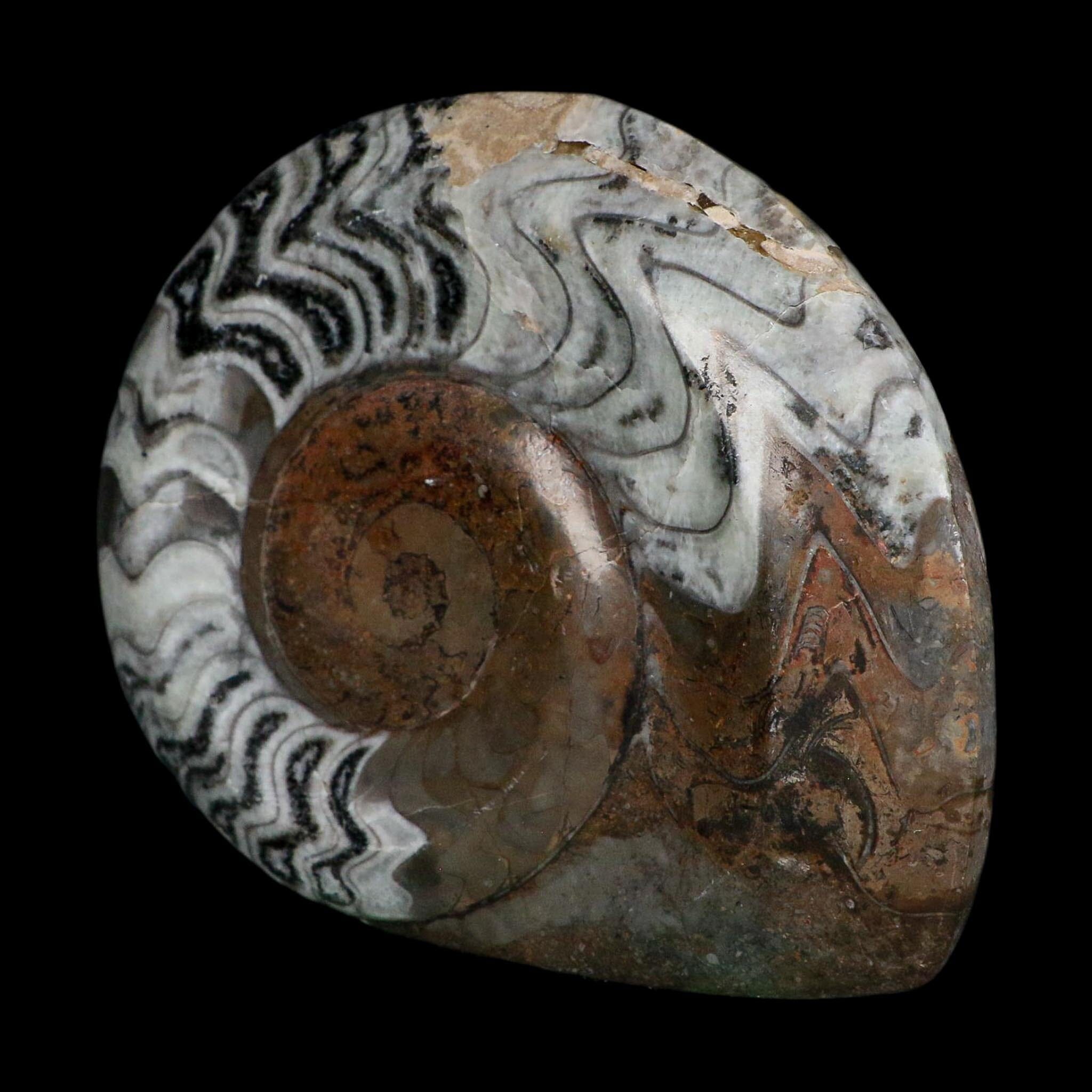 5.3" Goniatite Ammonite Fossil Polished Morocco Devonian Age COA
