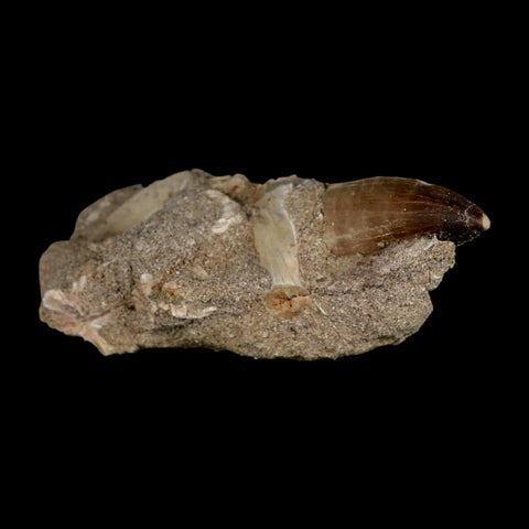 1.9" Mosasaur Prognathodon Fossil Tooth In Matrix Cretaceous Dinosaur Era COA