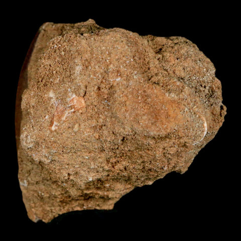 XL 2" Plesiosaur Zarafasaura Tooth Fossil In Matrix Cretaceous Dinosaur Era COA